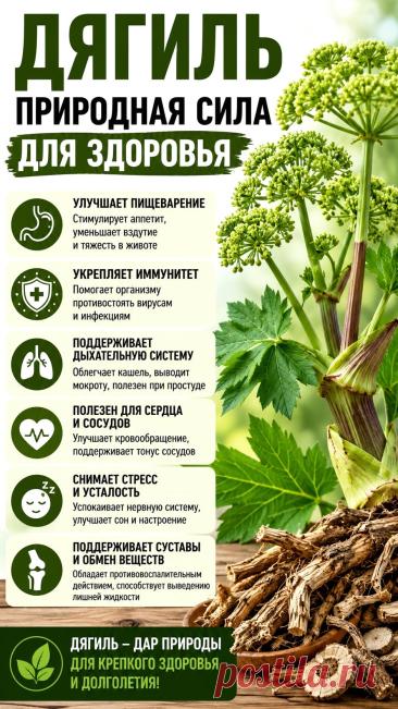 Дягиль природная сила для здоровья
