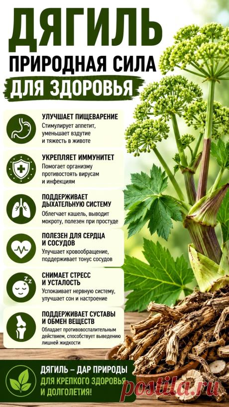 Дягиль природная сила для здоровья