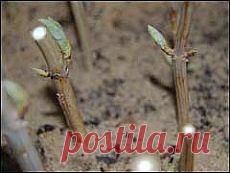 Гортензии: весенняя обрезка и черенкование