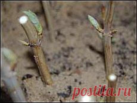 Гортензии: весенняя обрезка и черенкование