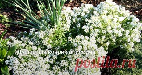 Душистый коврик алиссума Алиссум запоминается не столько яркостью цветения, сколько своим густым медовым ароматом, ощутимым даже на расстоянии. Во время цветения выглядит как облачко из цветочков в многочисленных кистях, под ними скрываются маленькие листочки.