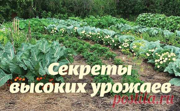 Секреты высоких урожаев !!!!!!!!!!!!!!!!!!!!!!!!!!!!!!!!!!