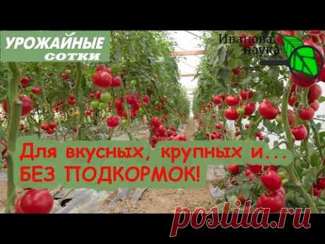 Монофосфат калия... НЕОБЯЗАТЕЛЬНО! Отличный вариант для вкусных и красивых томатов!