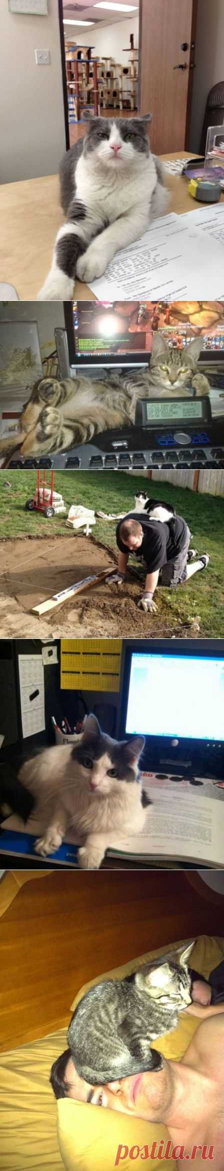 Места, где любят отдыхать кошки (33 фото)