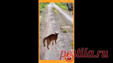 Страшнее кошки зверя нет!