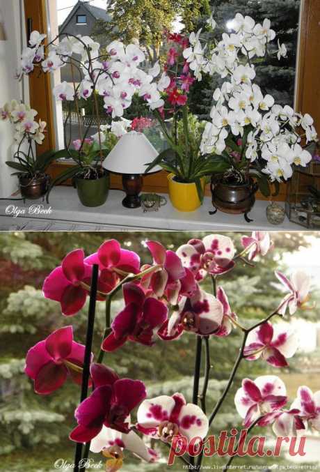 Орхидеи Phalaenopsis . Ошибки и опыт по уходу.
