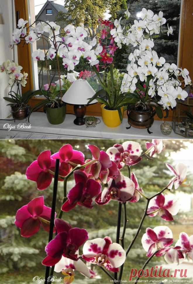 Орхидеи Phalaenopsis . Ошибки и опыт по уходу.