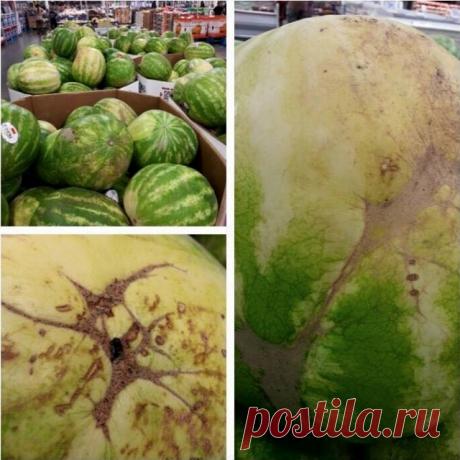 Как выбрать сладкий арбуз по &quot;пчелиной паутинке&quot;.
Наличие на арбузе пчелиной паутинки свидетельствует о частом опылении плода во время его формирования, поэтому такой арбуз будет очень сладким.