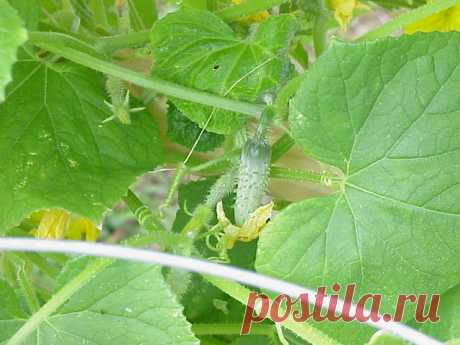How to Grow Cucumbers Cukes are one of my favorite vegetables. Seldom do I not have a few in my crisper drawer. They vary in delightful ways, from “burpless” varieties to ones bred just for pickling to slici…