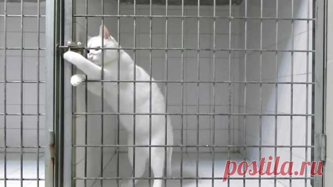 Удирающий из запертой клетки кот