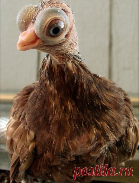 Будапештский короткоклювый турман