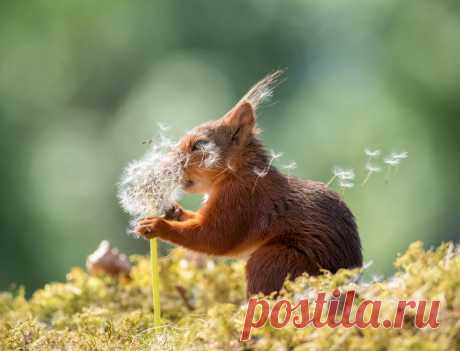 Comedy Wildlife Photo Awards 2019: животные, которые станут мемами — Российское фото
