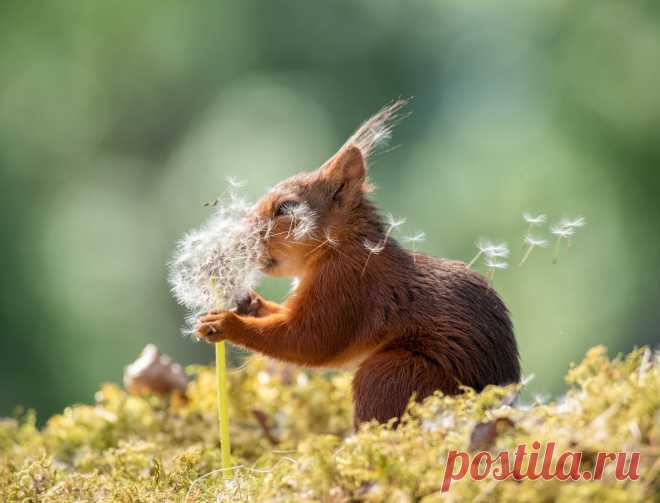 Comedy Wildlife Photo Awards 2019: животные, которые станут мемами — Российское фото