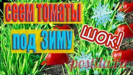 НЕВЕРОЯТНО!НОВЫЙ СПОСОБ!ПОСАДКА ТОМАТОВ ОСЕНЬЮ ПОД ЗИМУ!