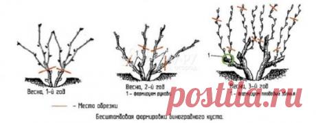 Уход за виноградом в начале весны 
В апреле, в средней полосе России, если основные холода прошли, можно постепенно раскрывать уложенные на зимовку под ветки, землю и другие укрывные материалы, лозы укрывных сортов. Сразу раскрывать их нельзя, поскольку влажные слабые лозы не готовы к таким перегрузкам. Со временем раскрытые пучки побегов подвязывают к шпалере для полного просыхания. В это время на некоторых побегах можно заметить белесоватый налет, но беспокоиться об этом не нужно. Он сам прой