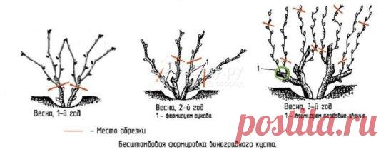 Уход за виноградом в начале весны 
В апреле, в средней полосе России, если основные холода прошли, можно постепенно раскрывать уложенные на зимовку под ветки, землю и другие укрывные материалы, лозы укрывных сортов. Сразу раскрывать их нельзя, поскольку влажные слабые лозы не готовы к таким перегрузкам. Со временем раскрытые пучки побегов подвязывают к шпалере для полного просыхания. В это время на некоторых побегах можно заметить белесоватый налет, но беспокоиться об этом не нужно. Он сам прой