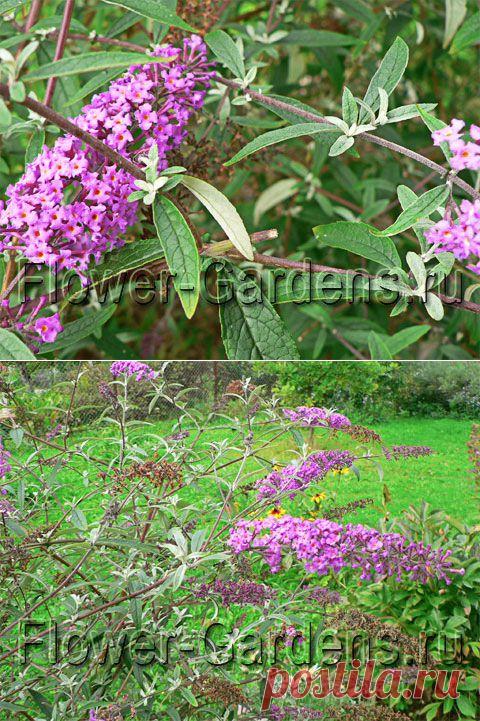 Буддлея декоративный кустарник описание выращивание уход фото