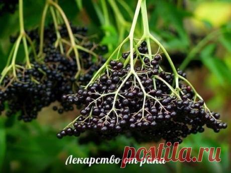 БУЗИНА ЛЕКАРСТВО ОТ РАКА. СОХРАНЯЙТЕ СЕБЕ!
Как это ни странно звучит, но факт остаётся фактом – этим экстрактом лечат рак в Болгарии. И более того – дают 100% гарантию, что рак им можно излечить как до операции, так и после. Рецепт на удивление прост. Кстати, в России есть люди, которые утверждают, что именно этим рецептом они излечились от рака. Возможно совместно с приёмом медицинских препаратов. Утверждать что либо не могу, поэтому просто выдаю рецепт. 
Собрать ягоды бузины черной и пересып