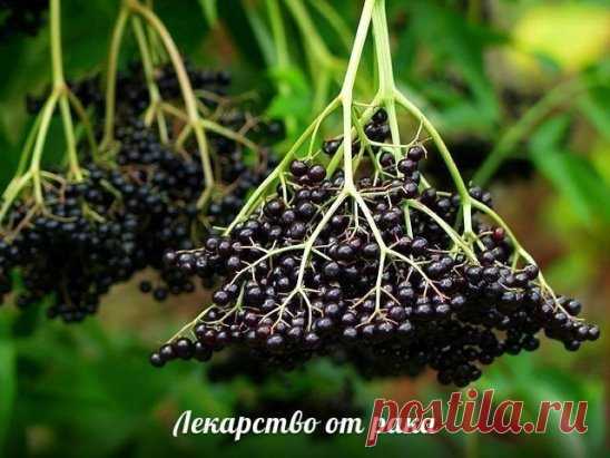 БУЗИНА ЛЕКАРСТВО ОТ РАКА. СОХРАНЯЙТЕ СЕБЕ!
Как это ни странно звучит, но факт остаётся фактом – этим экстрактом лечат рак в Болгарии. И более того – дают 100% гарантию, что рак им можно излечить как до операции, так и после. Рецепт на удивление прост. Кстати, в России есть люди, которые утверждают, что именно этим рецептом они излечились от рака. Возможно совместно с приёмом медицинских препаратов. Утверждать что либо не могу, поэтому просто выдаю рецепт. 
Собрать ягоды бузины черной и пересып