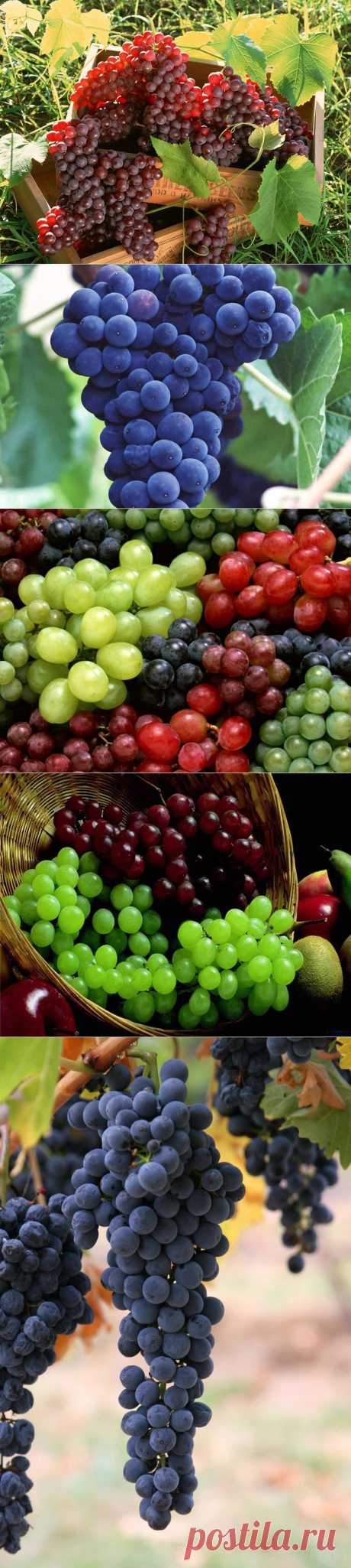 Вкусный и полезный виноград. Интересные факты о винограде | Newpix.ru - позитивный интернет-журнал