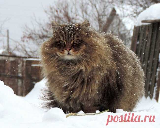 Без кота и жизнь не та