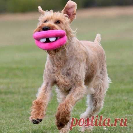 As 100 fotos de cachorros mais adoráveis de todos os tempos