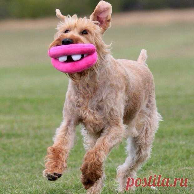 As 100 fotos de cachorros mais adoráveis de todos os tempos