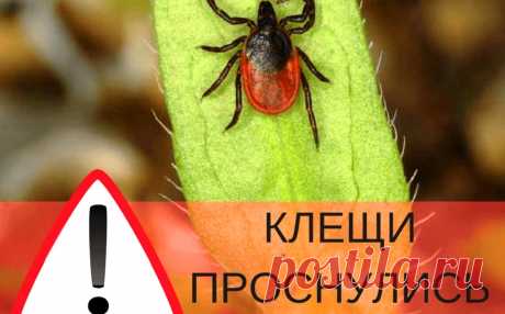 Как защититься от клещей - советы опытного лесника &amp;raquo; Женский Мир