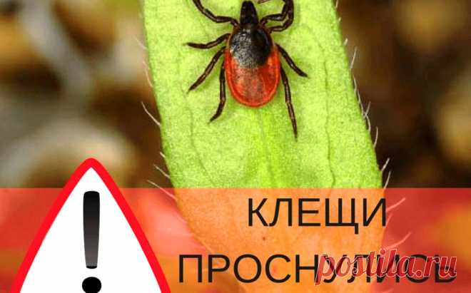 Как защититься от клещей - советы опытного лесника &raquo; Женский Мир