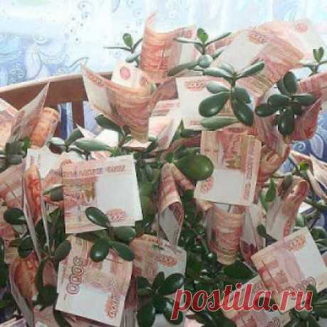 Денежный заговор на комнатный цветок.