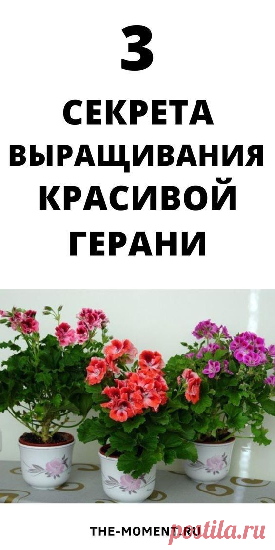 15.05.2022 - Для выращивания красивой сочной герани лучше использовать черенкование, а не семя. Черенкование лучше проводить с февраля по март. В этот же февральский период растение лучше обрезать, так как из за недостатка света зимой, герань вытягивается и ее вид становиться не очень впечатляющим. Обрезать лучше под оптимальную дл…
