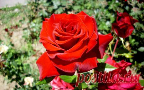 роза в парке первого президента Республики Казахстан