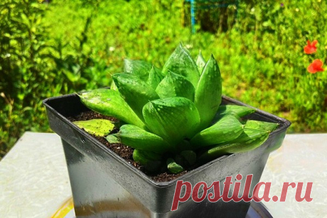 Хавортия ладьевидная (Haworthia cymbiformis) — Домашний уют