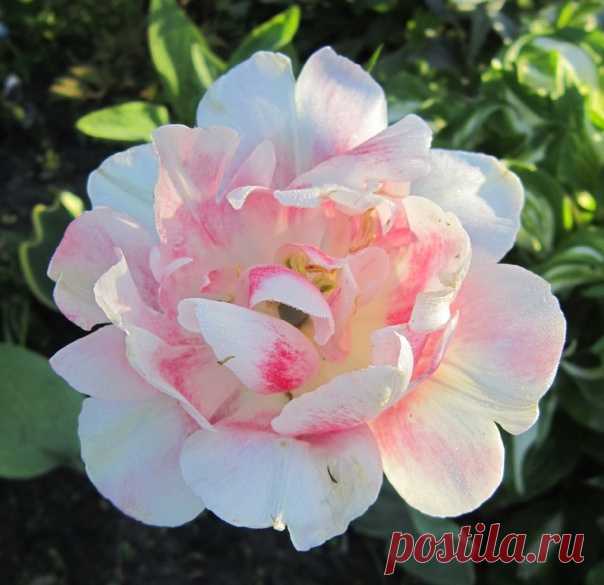 Утро доброе! 😊💮