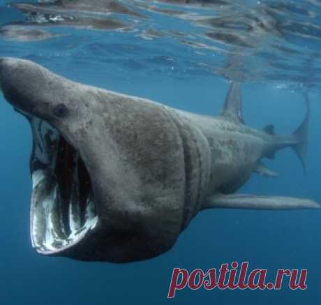 В зоопарке выпустили на свободу сотни редких бабочек: видео — National Geographic Россия