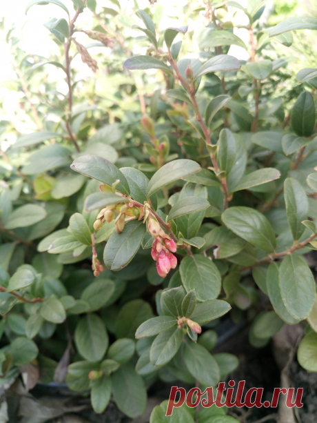 Брусника обыкновенная (Vaccinium vitis-idaea)