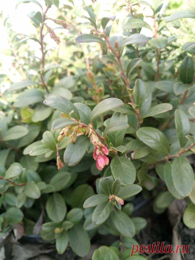 Брусника обыкновенная (Vaccinium vitis-idaea)