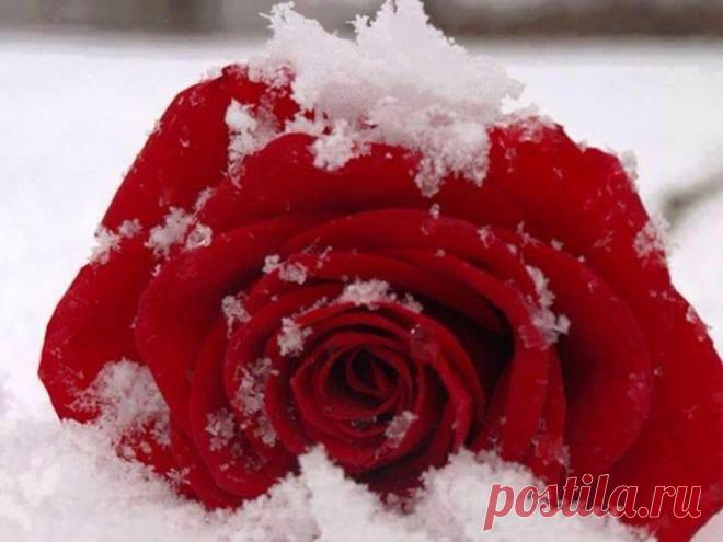 Роза в снегу!