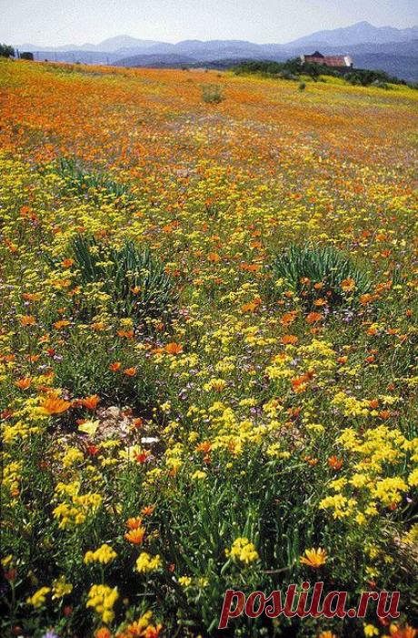 Namaqualand - South Africa by South African Tourism на Flickr / Foursquare | Pinterest: инструмент для поиска и хранения интересных идей