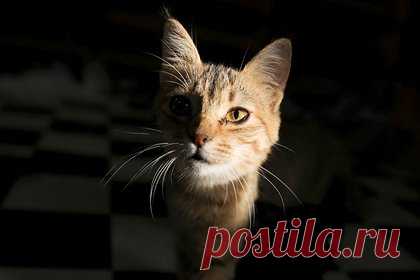 Захарова высмеяла кошачью русофобию на Украине