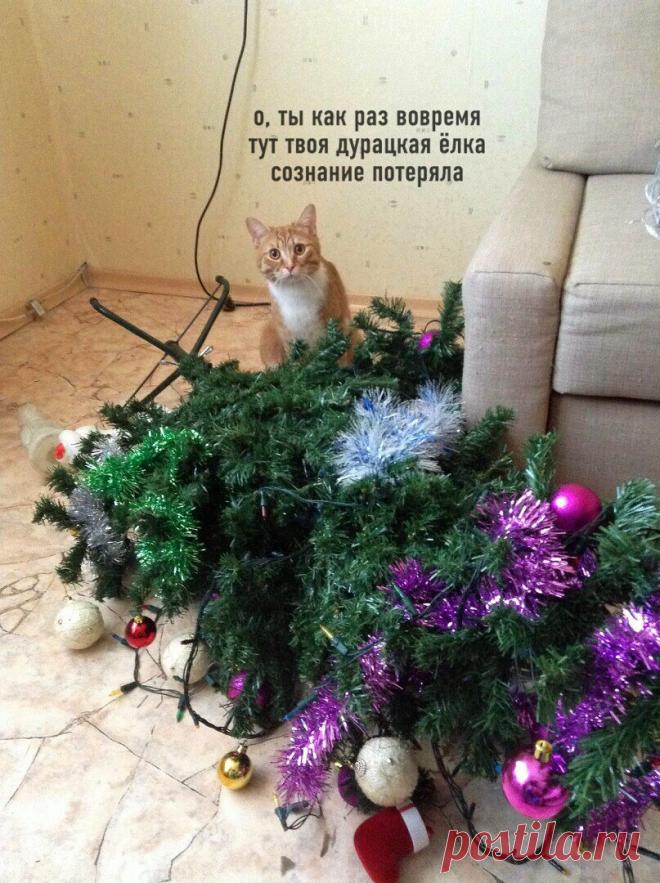 Уморительная подборка новогодних котиков. Смотрите пока нарезаете салаты! 1,5 минуты просмотра заменяют полдня смеха! | Забавный Бим | Яндекс Дзен