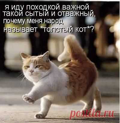 Кот марширует, фото приколы животные