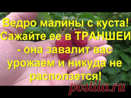 39.МАЛИНА по методу Соболева. Часть 6 - небывалые урожаи и минимум хлопот!