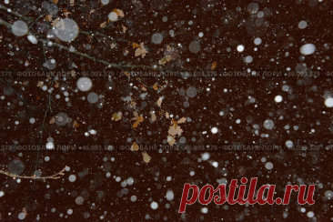 A tree branch with a few leaves still attached. The snow is falling in a hazy, blurry manner, creating a sense of movement and chaos. Winter night abstract nature background. Стоковое фото, фотограф Ilaronsia / Фотобанк Лори