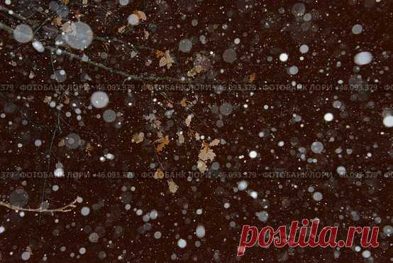 A tree branch with a few leaves still attached. The snow is falling in a hazy, blurry manner, creating a sense of movement and chaos. Winter night abstract nature background. Стоковое фото, фотограф Ilaronsia / Фотобанк Лори