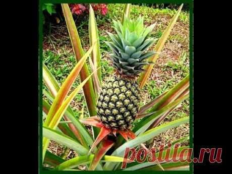 Cómo sembrar  una planta  de piña
