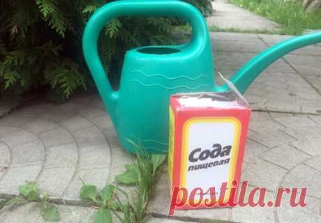 Применение пищевой соды: рецепты от мучнистой росы, тли и фитофтороза