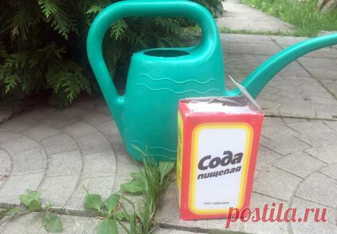 Применение пищевой соды: рецепты от мучнистой росы, тли и фитофтороза