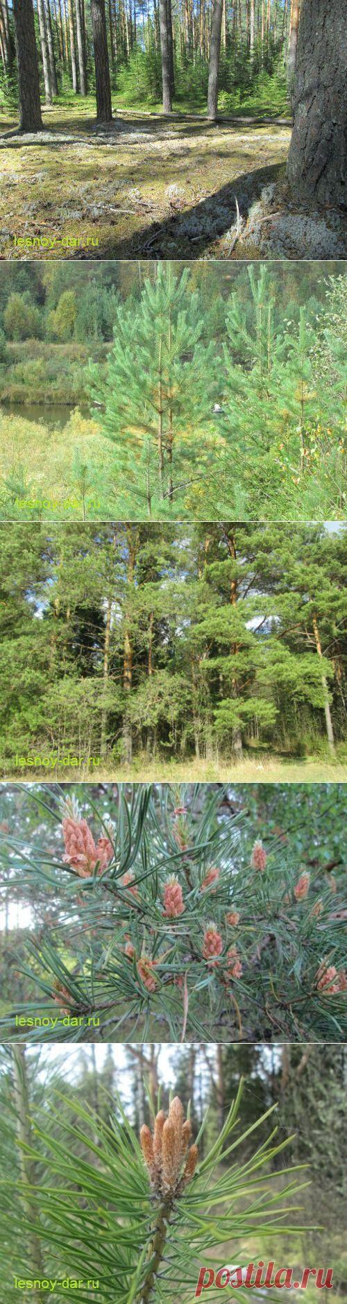 Сосна обыкновенная