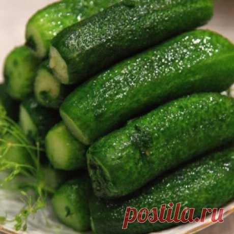 Шесть лучших рецептов малосольных огурцов на любой вкус - МирТесен